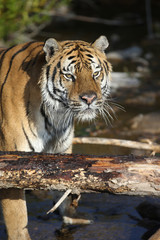 Captive Siberian Tiger in Water scene