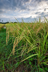 Fototapeta na wymiar Rice field at sunset time
