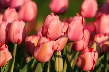 Obraz premium Beautiful Tulip flowers in Spring