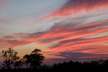 Fototapeta na wymiar silhouette tree withcolorful twilight sky soft cloud for background backdrop use