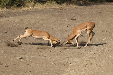 Naklejka na ściany i meble Male Impala Fighting in South Africa