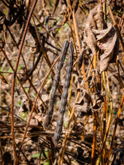 dry green beans hanging on a bean plant