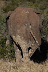 Backside of single elephant in African bush