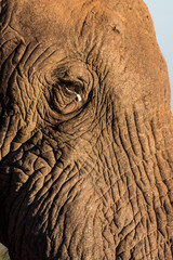 Face of African elephant