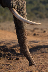 Elephant trunk smelling the ground