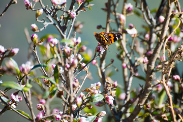 butterfly is eating nectar from flower