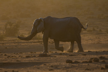 Elephant at dusk in African bush
