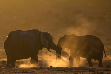 Naklejka na ściany i meble Two elephants greeting each other in dusty African bush