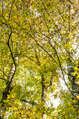 background nature. Background, natural maple