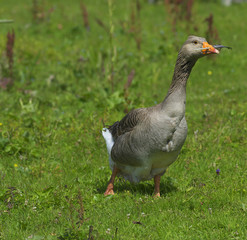 Geese in the meadow.