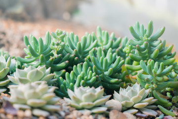 Fototapeta premium background nature. Natural Cactus Garden