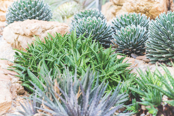 Naklejka na ściany i meble background nature. Natural Cactus Garden