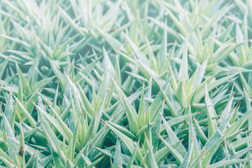 background nature. Natural Cactus succulent plant. Agave