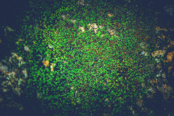 Fototapeta na wymiar Natural background Moss green