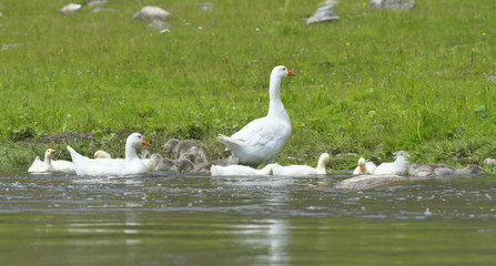 Geese in the meadow.