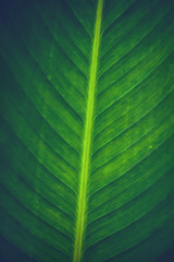 Background leaves green. Leaves green