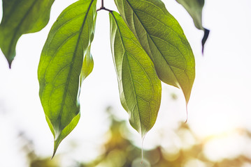 Fototapeta na wymiar Natural background Banana leafBackground leaves Green Solar