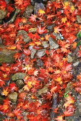 Obraz na płótnie Canvas Colored leaves