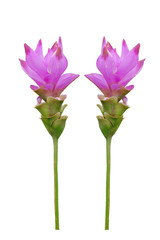 Naklejka na ściany i meble siam tulip flowers isolated Thailand background objects colorful pink natute 