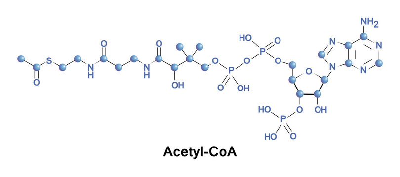 Acetyl coenzyme A is a molecule that participates in many biochemical reactions in protein, carbohydrate and lipid metabolism.