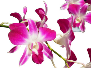 orchids