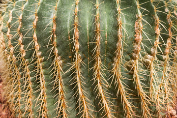 Beautiful golden barrel cactus echinocactus grusonii in botanical garden, decor, detail and closeup, natural background