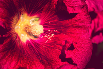 background nature Flower. Red and pink flowers