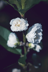 background White flower  Prunus persica.