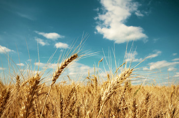 Wheat field against sun light