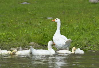 Geese in the meadow.