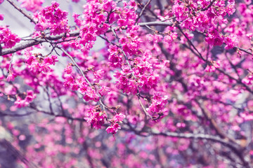 background nature Flower Valentine Prunus cerasoides