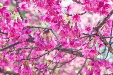 background nature Flower Valentine Prunus cerasoides