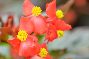 Flowers begonia. Begonia is a flower of extraordinary beauty