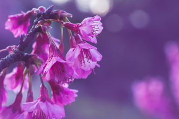 Fototapeta na wymiar background nature Flower Valentine Prunus cerasoides