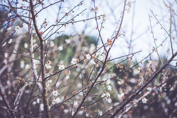 background White flower  Prunus persica.