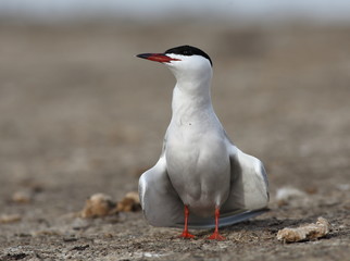 Common tern