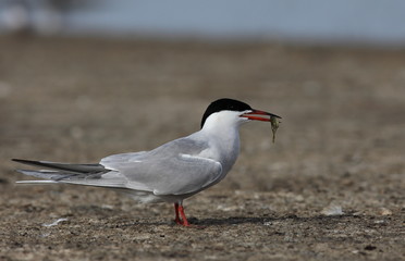 Common tern