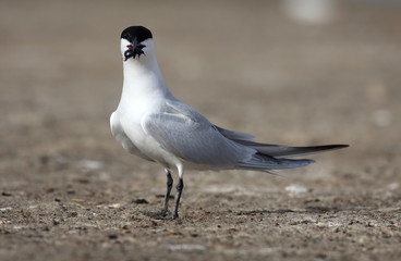 Gull-billed tern