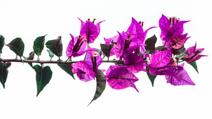 background Flower Bougainvillea purple