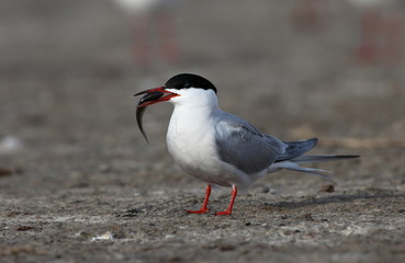 Common tern