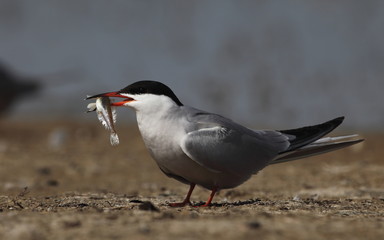 Common tern