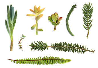 Australian low maintenance plants