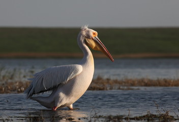 Great white pelican