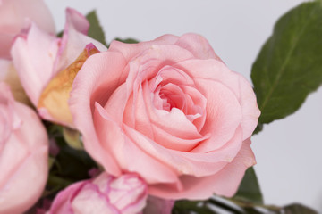 Pink rose closeup on the white background