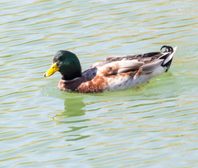 Obraz premium duck on the lake in the nature