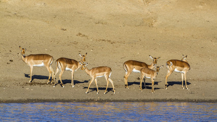 Fototapeta na wymiar Impala in Kruger National park, South Africa
