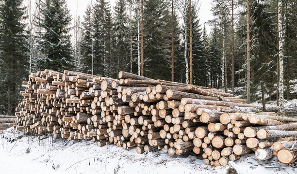 pine pulpwood in stock