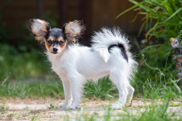 Portrait of a four month-old Papillon puppy