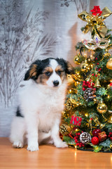 Portrait of a Papillon puppy beside the Christmas tree