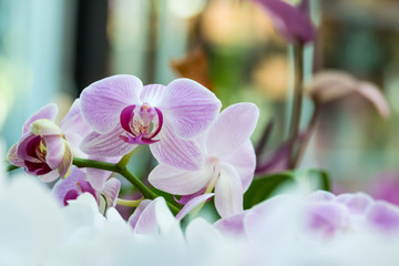 Streaked orchid flowers. Beautiful orchid flowers.